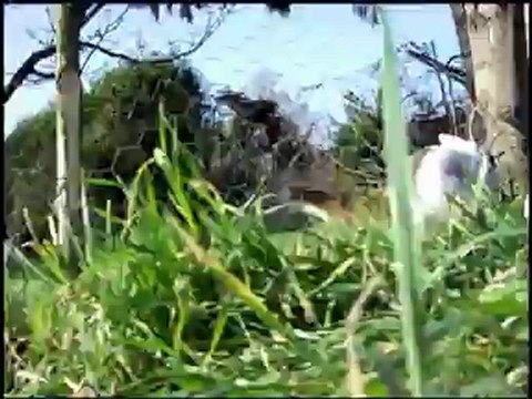 Noir de ma patrie compo Jomusic Atalozur