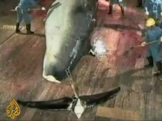 Making the case for 'whale rights'