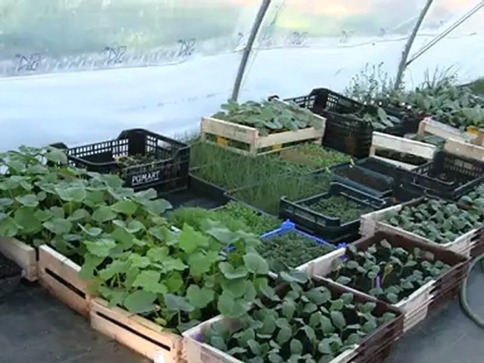 Premiers plants sous serre