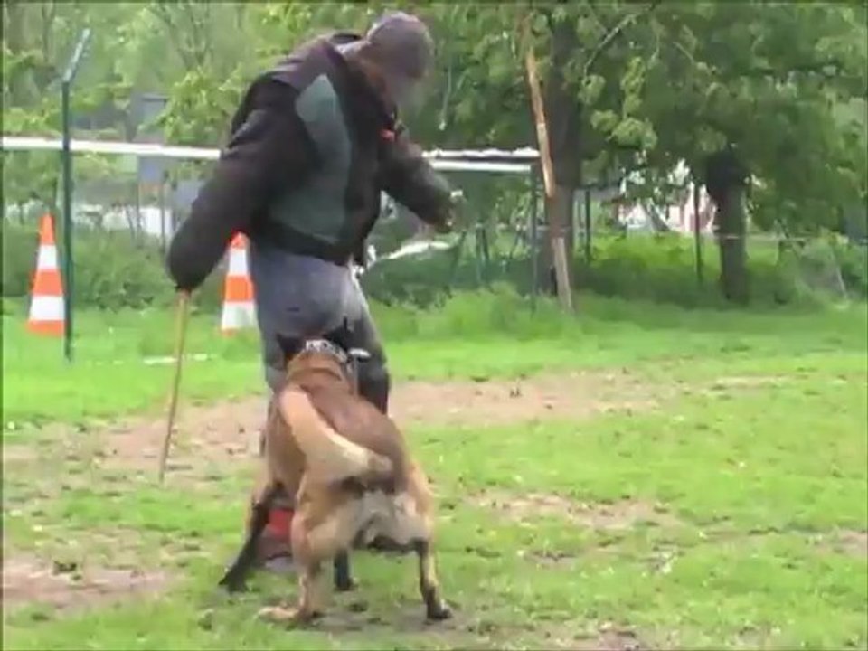 Dacoït du Dragon Rouge de Jupiter le 23.05.2012