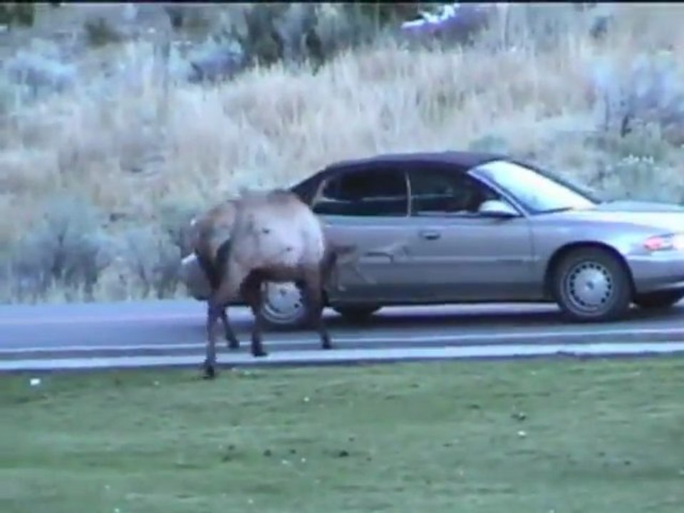 Des wapitis mâles foncent dans les voitures