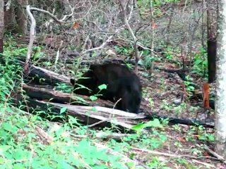 Brigitte Grisanti Black Bear Encounter Smokies 2012