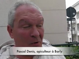 20 000 abeilles dans Arras