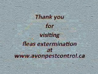 Fleas extermination