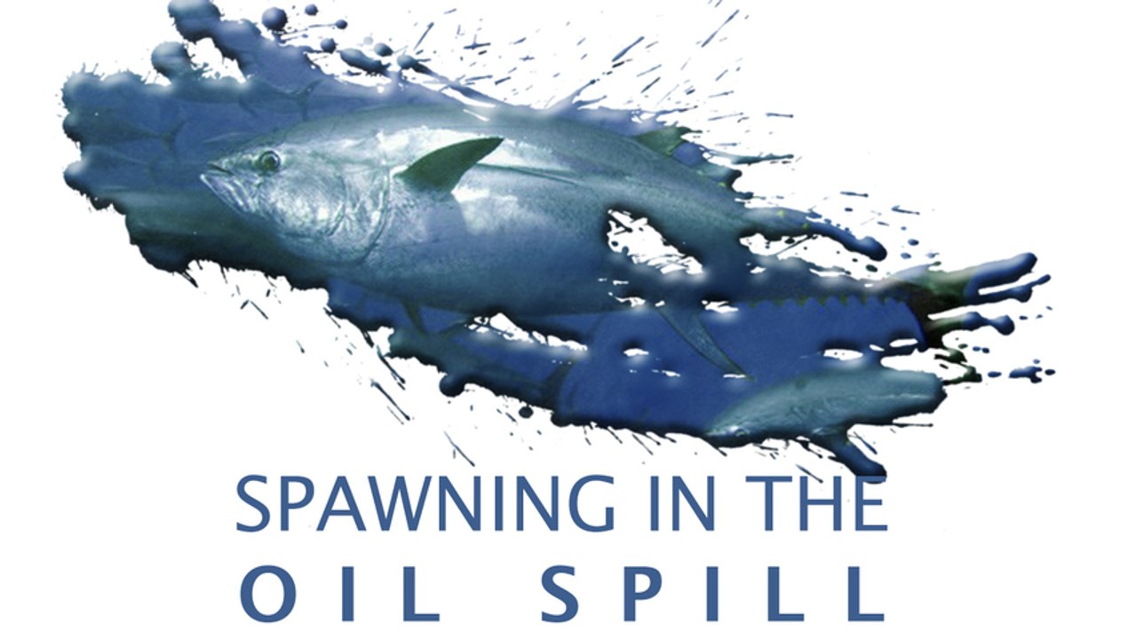 Spawning In The Oil Spill