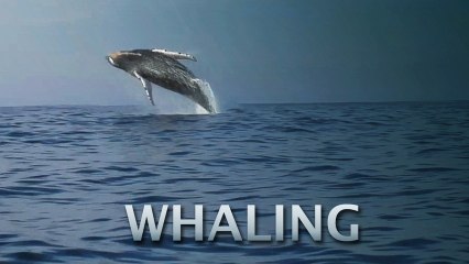 Countdown To Commercial Whaling