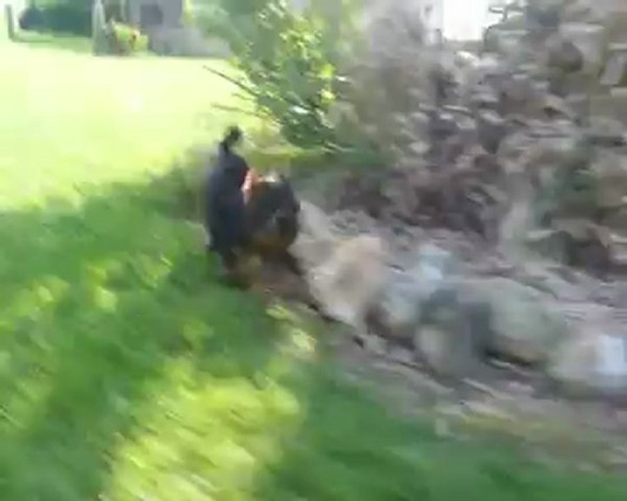 chiot yorkshire toy tel. 02.43.35.71.47