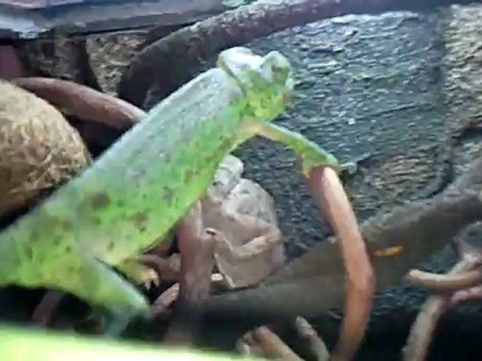 Créer, Construire son Terrarium : Cameleon et dragon