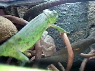 Créer, Construire son Terrarium : Cameleon et dragon