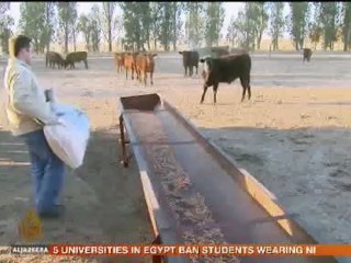 Argentina beef industry faces challenges - 08 Oct 09