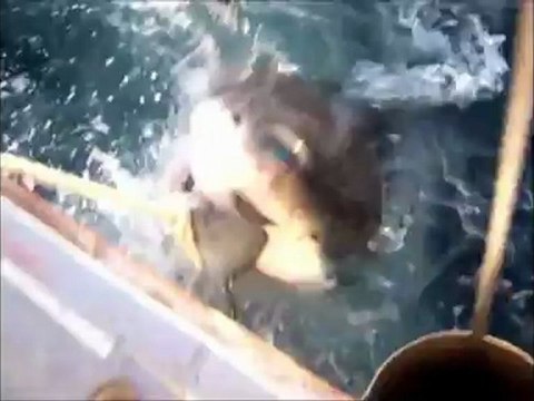 Le Top 5 : Rémy Gaillard fête Montpellier et une reprise des Daft Punk