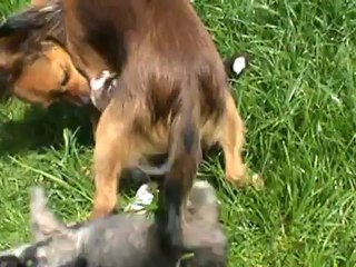 bébés  chihuahuas qui s' amusent