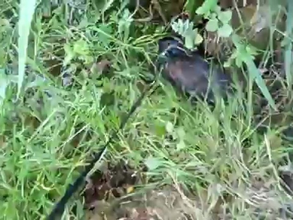 socket au parc