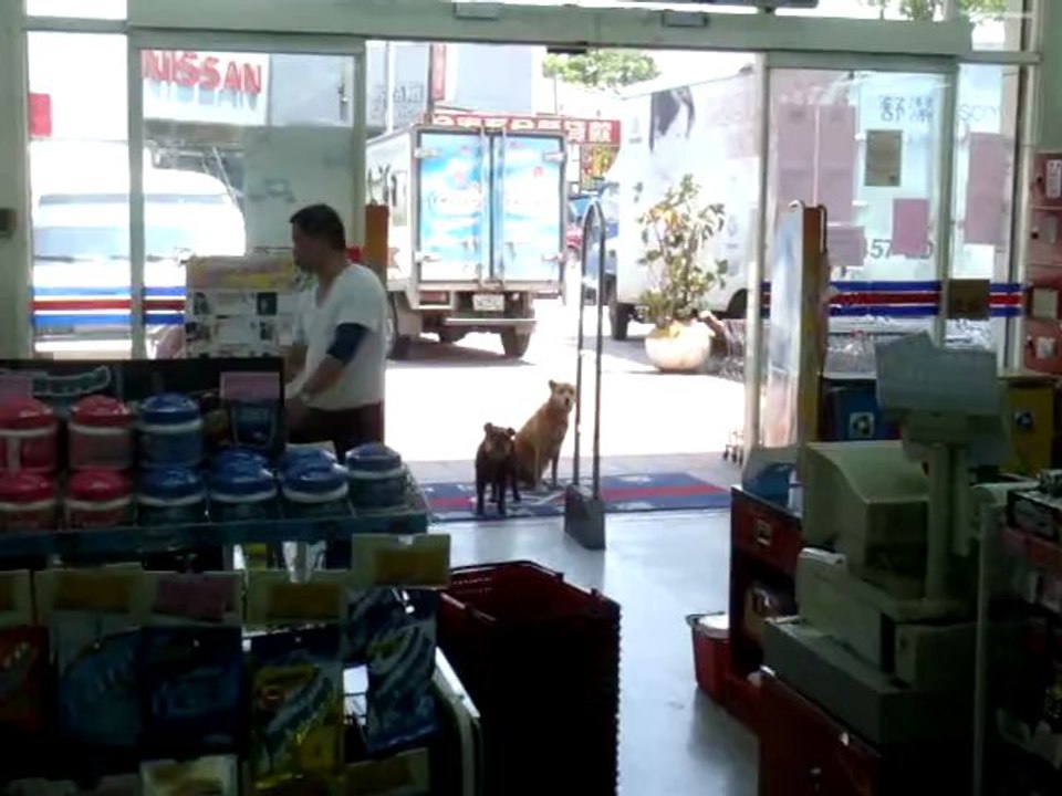 Dogs Wait While Owner Shops