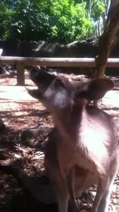 Kangaroo