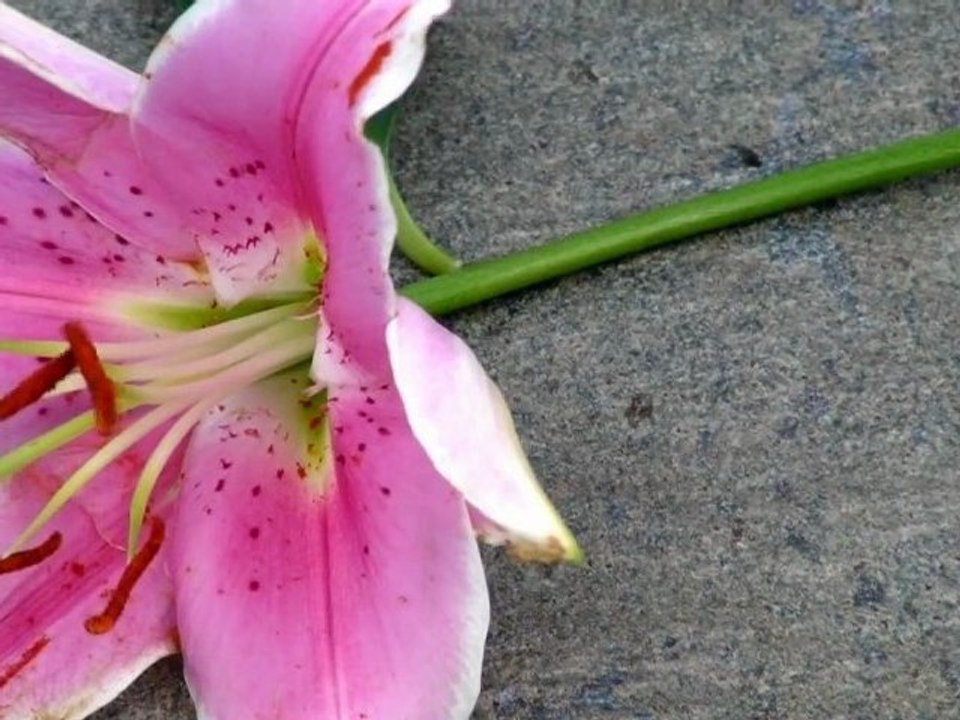 Der letzte Tango aus Berlin. Teil 2 - Last Tango from Berlin .Part 2