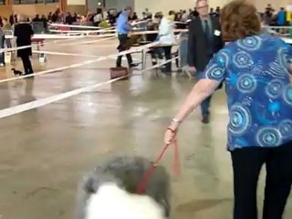 1ère exposition de KRUMBLE PIE OF SNOWBOOT BEARS  à 7 mois