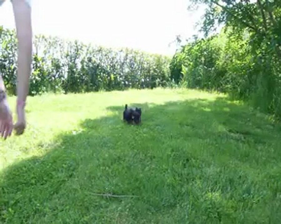 yorkshire terrier tel:02.43.35.71.47