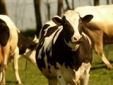 Cows 2 - Free HD stock footage