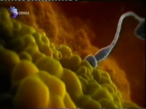 Fecundacion humana: La odisea de los espermatozoides