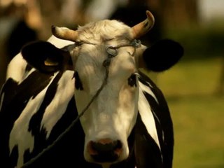 Cows 3 - Free HD stock footage