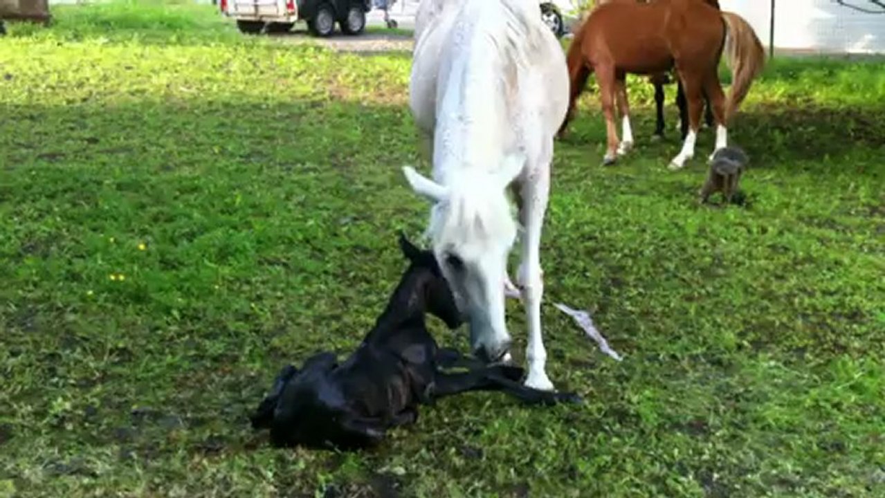 Cadence 24/05/2012