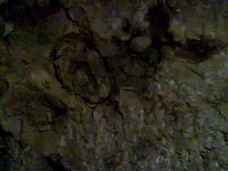 Les grottes ont des oreilles