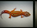 Leopard Geckos for Sale www.GammaGeckos.com  Leopard Geckos