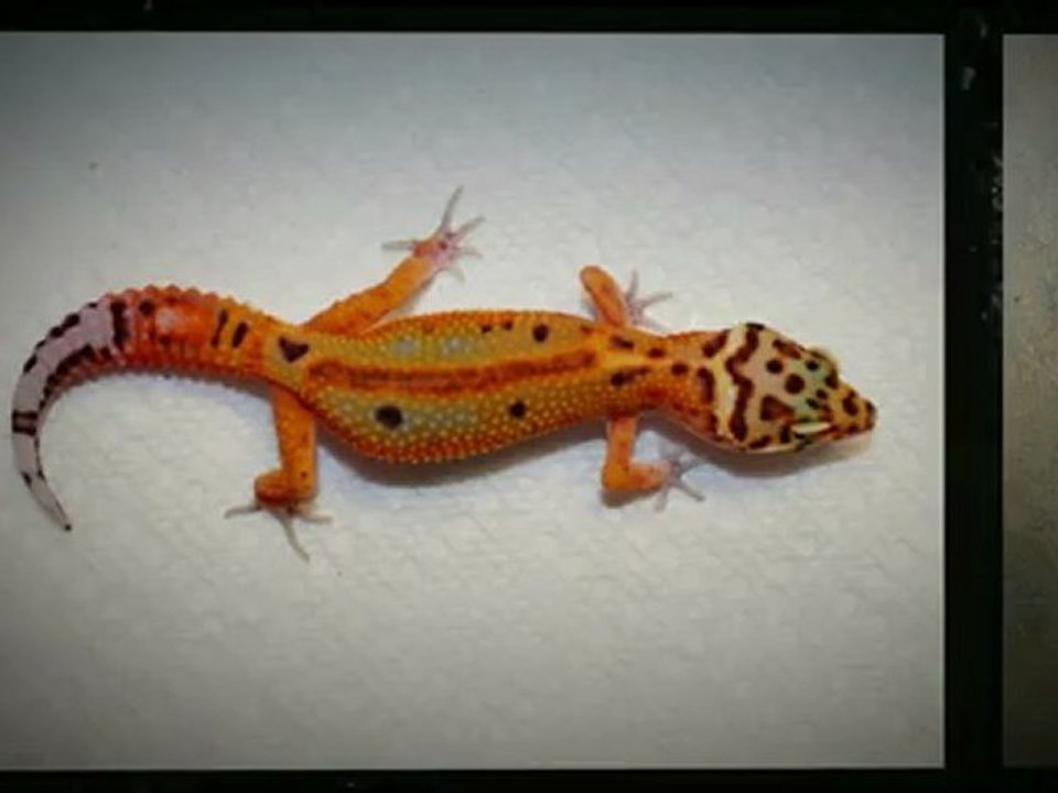 Leopard Geckos for Sale www.GammaGeckos.com  Leopard Geckos