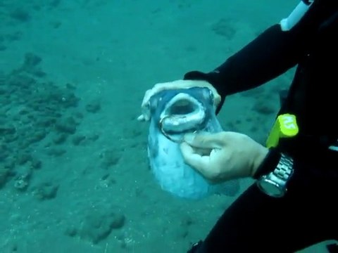 Un plongeur sauve un poisson-ballon d'un hameçon