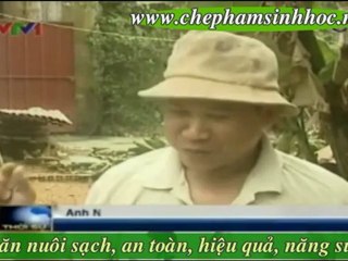 Chăn nuôi heo sử dụng chất tạo nạc gây hại cho người sử dụng - YouTube