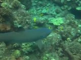 Diving Shark Fin Rock, Lanai