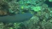 Diving Shark Fin Rock, Lanai