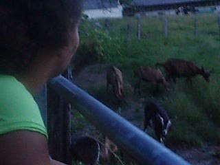 l'appel des chèvres