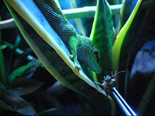 Montage Phelsuma M.Grandis (Fiche d'élevage)