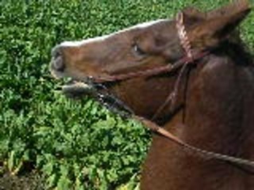 balade 7