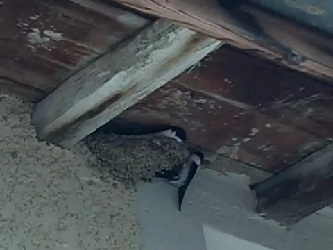 Hirondelles de fenêtre