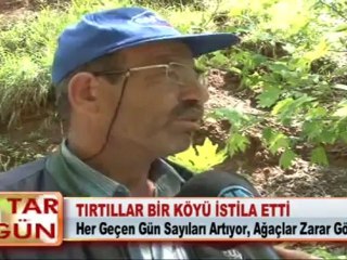 TIRTILLAR BİR KÖYÜ İSTİLA ETTİ 25.05.2012