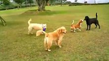 Dogs at the Park - MG6