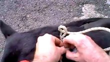 Dog Tied Up with No Water - MG8