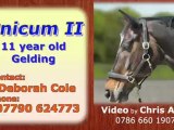 Dressage Horse for Sale - Unicum II