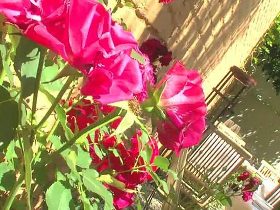 Restaurant Bruxelles - Gastronomie d'influence française - Terrasse et Jardin Le Magenta