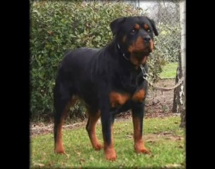 ROTTWEILER VS PITBULL -FIGHT - YouTube.flv