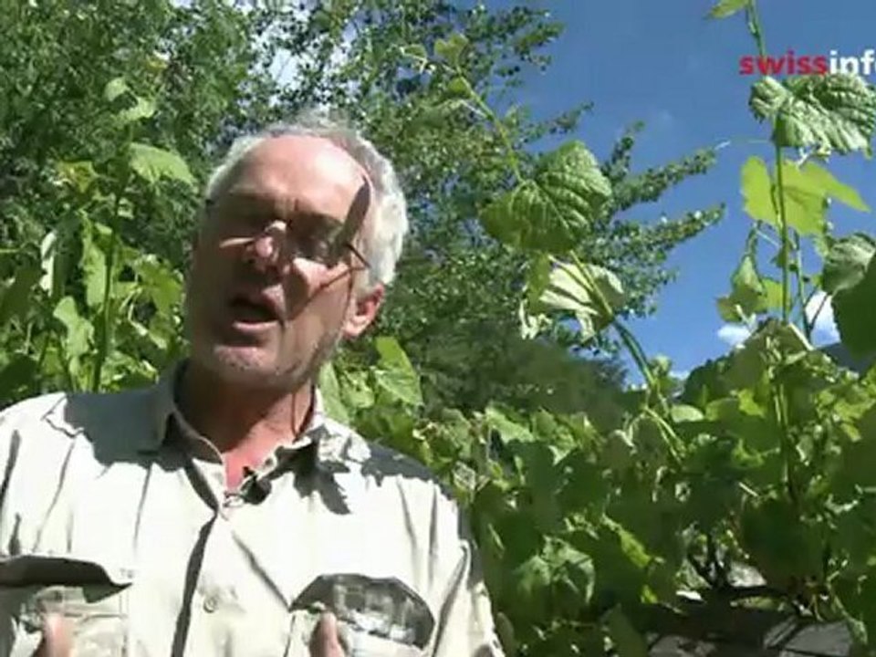 Grape things come in organic packages in Valais