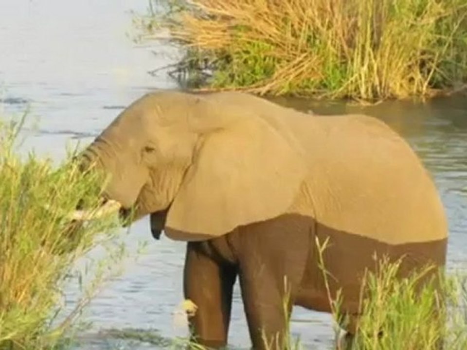 SANParks Accommodation in Kruger National Park - South Africa