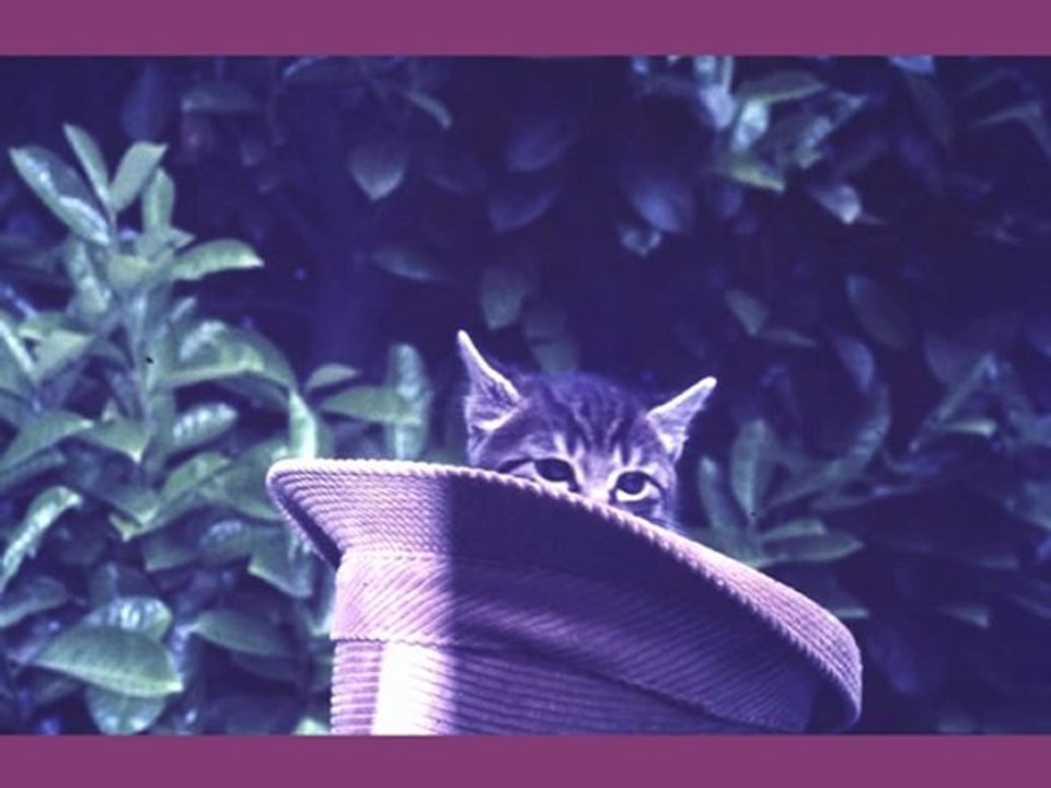 Pussy cat