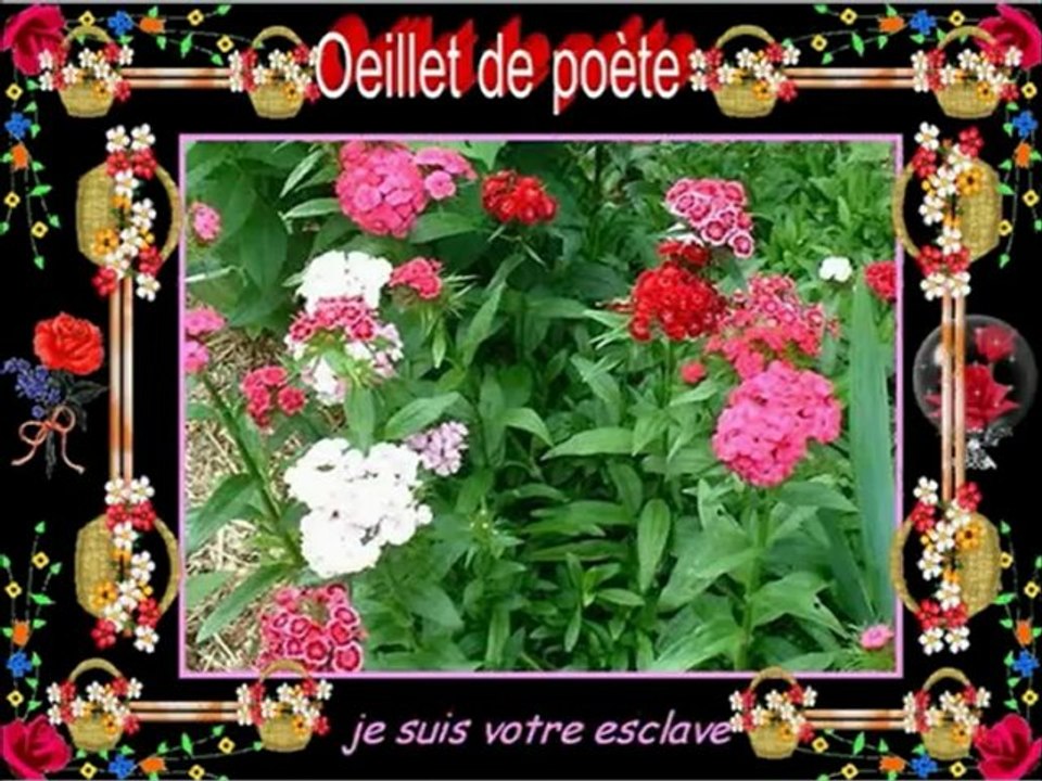 Le langage des fleurs 2.......