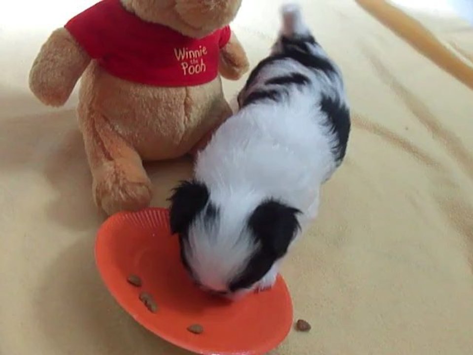 le bébé Chin est un petit glouton!!!