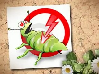 New System Pest Control Service (508) 755-0502