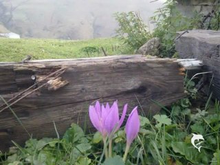 çaykara-karadeniz cicekleri-mezire-ali yıldırımhan